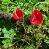 3SARCOSCUPHA COCCINEA